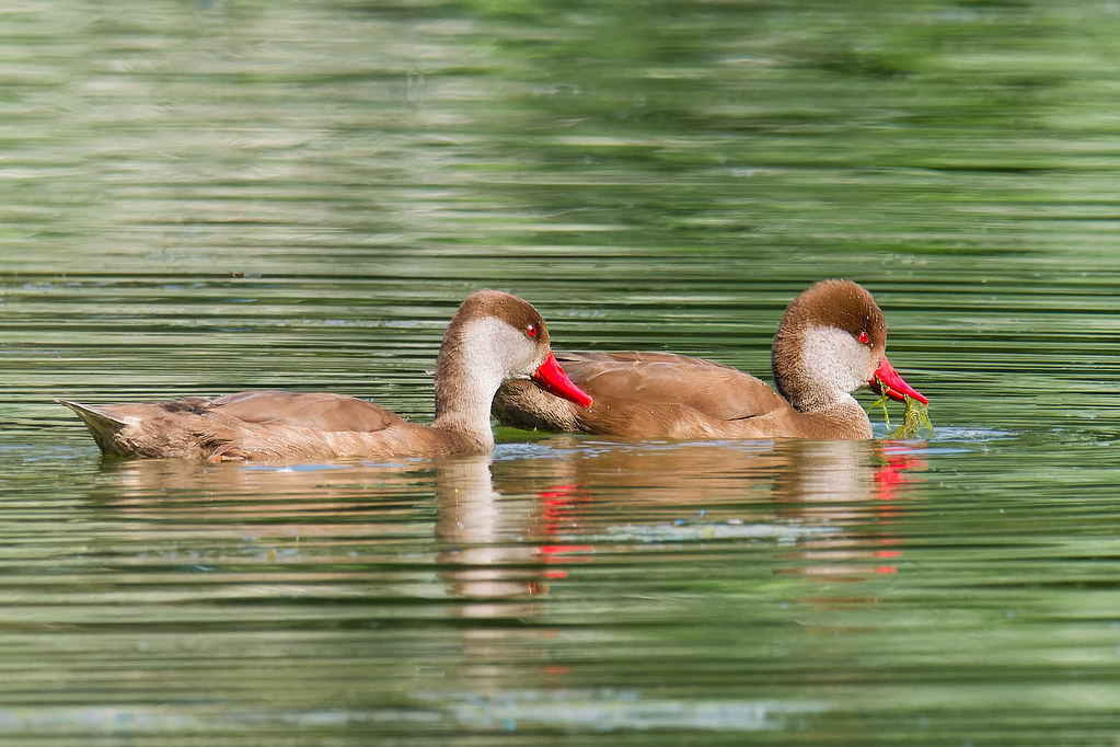 Nette rousse / Netta rufina