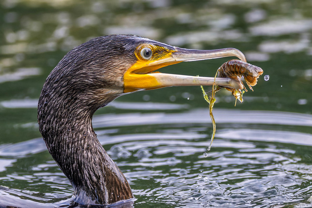 Phalacrocorax carbo vs Faxonius limosus