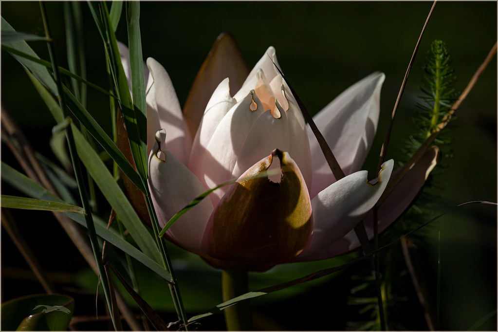 Nénuphar