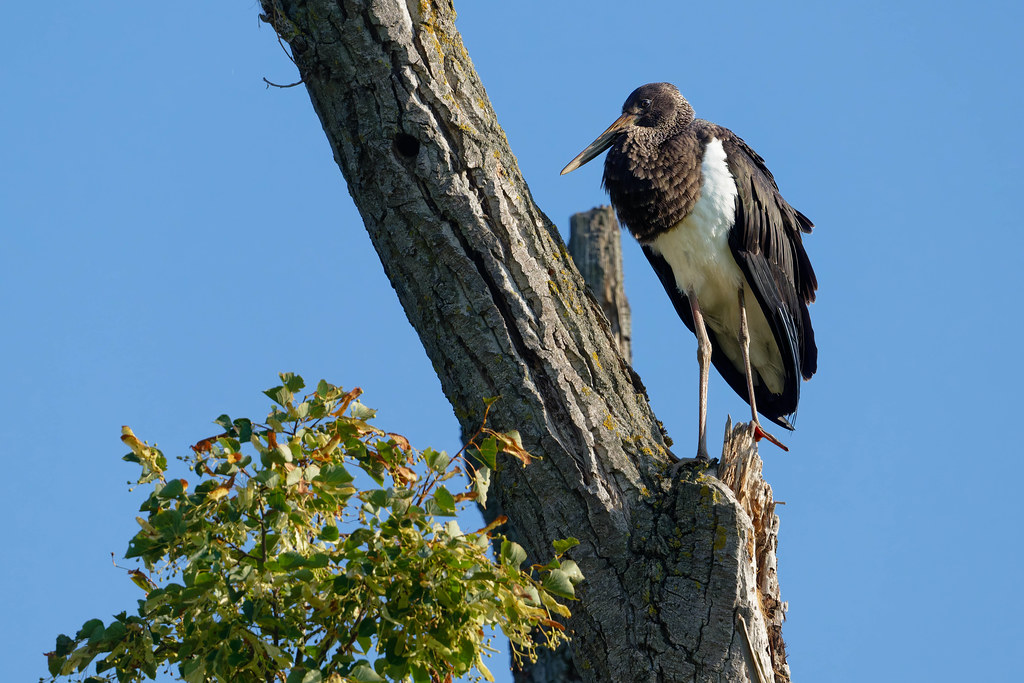 cigogne noire / black stork 25L_1541