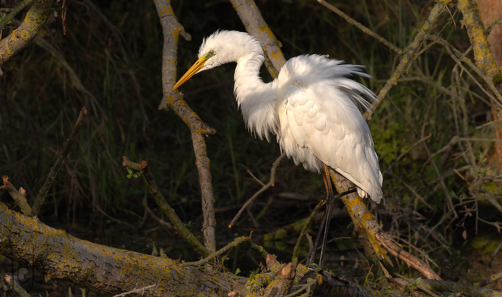 Grande aigrette