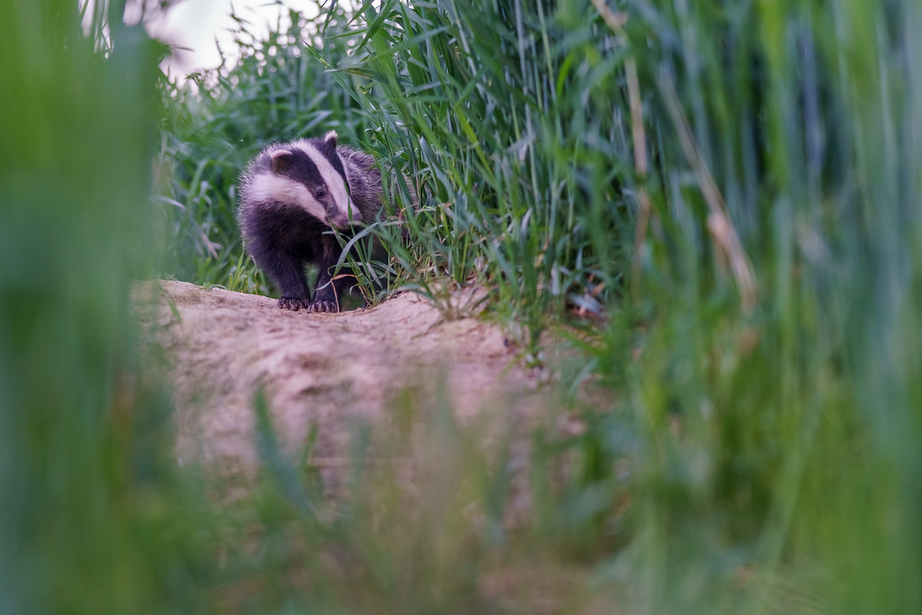 Dachs_14.05.2025-2