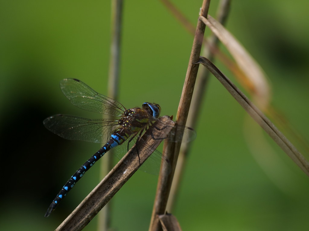 Herbst-Mosaikjungfer . Aeschna mixta (Latreille 1805) . Aeschne mixte . Migrant hawker . Paardenbijter
