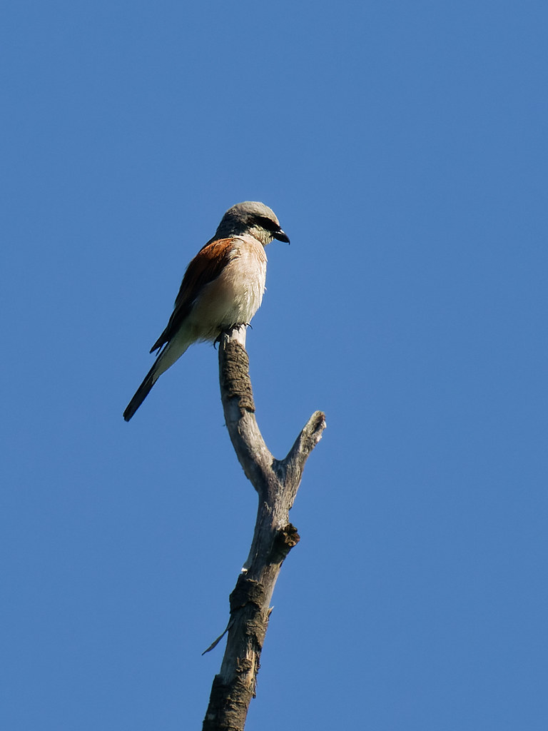 Pie grièche écorcheur / Lanius collurio