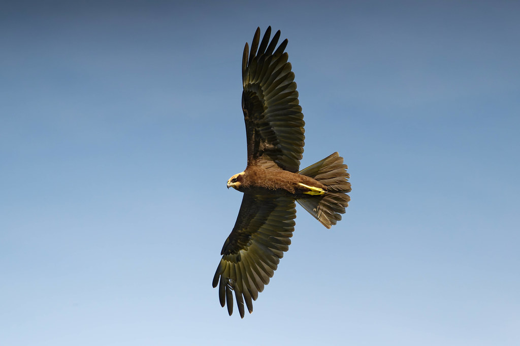 busard des roseaux / westen marsh harrier 25L_6396