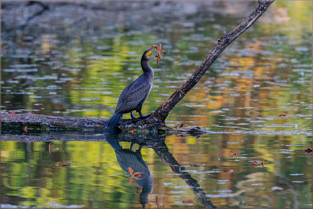 Cormoran