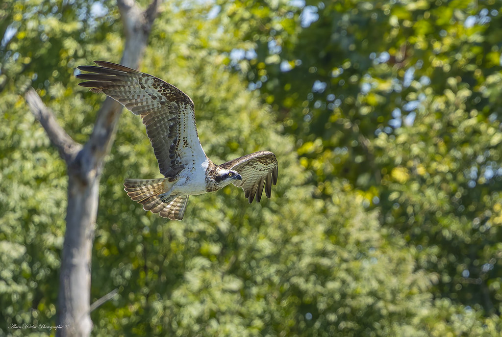 Balbuzard pêcheur