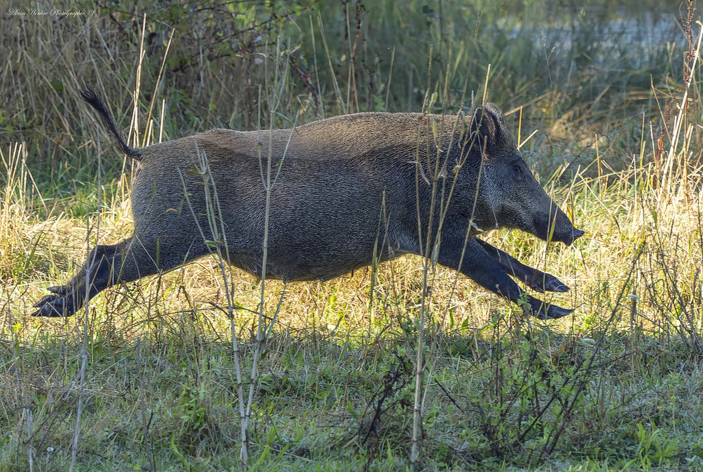 Sanglier, (laie)