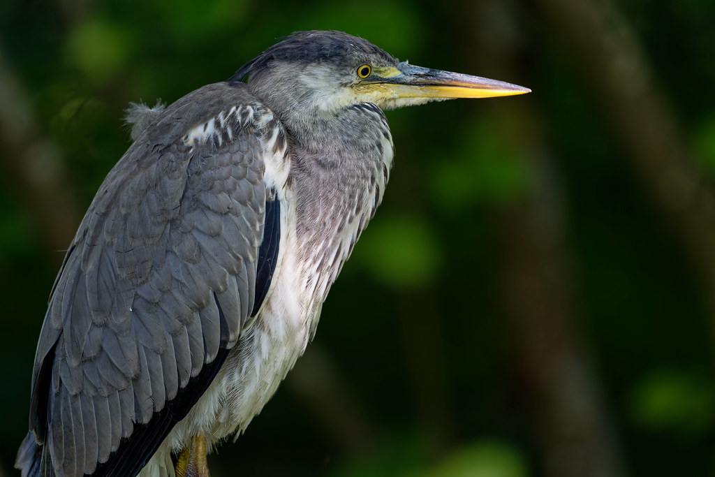 héron cendré / grey heron 25L_6015