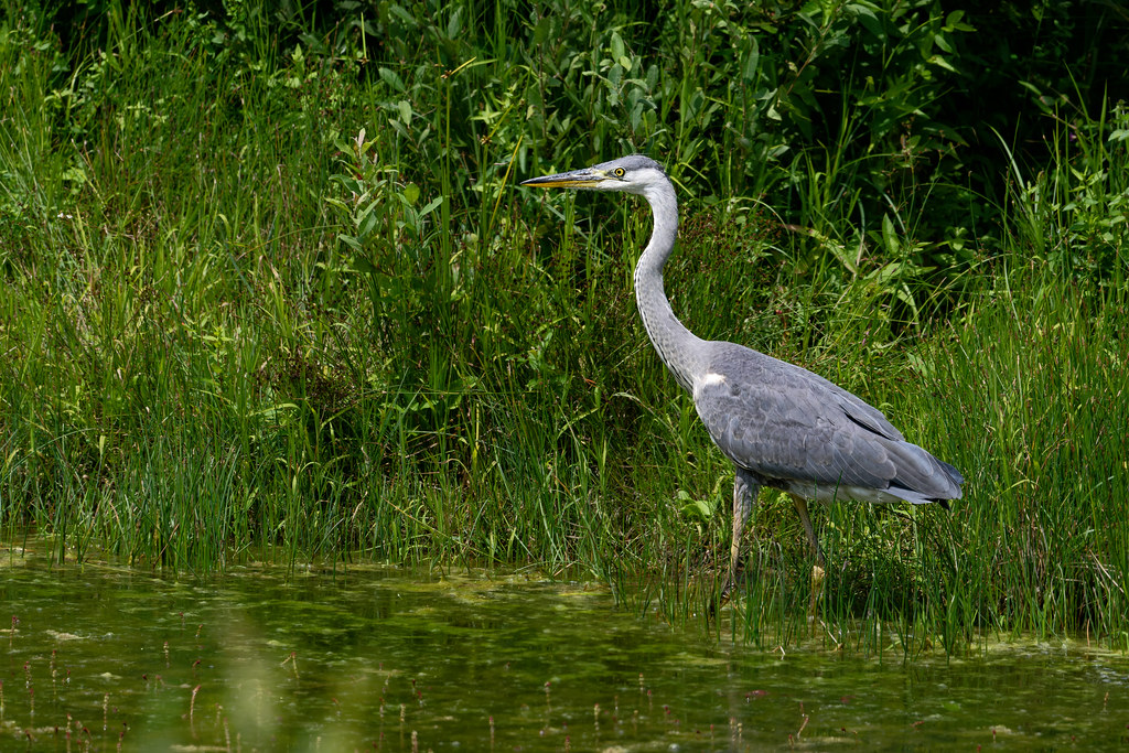 héron cendré / grey heron 25K_9263
