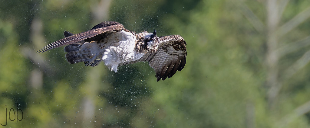 Balbuzard pêcheur