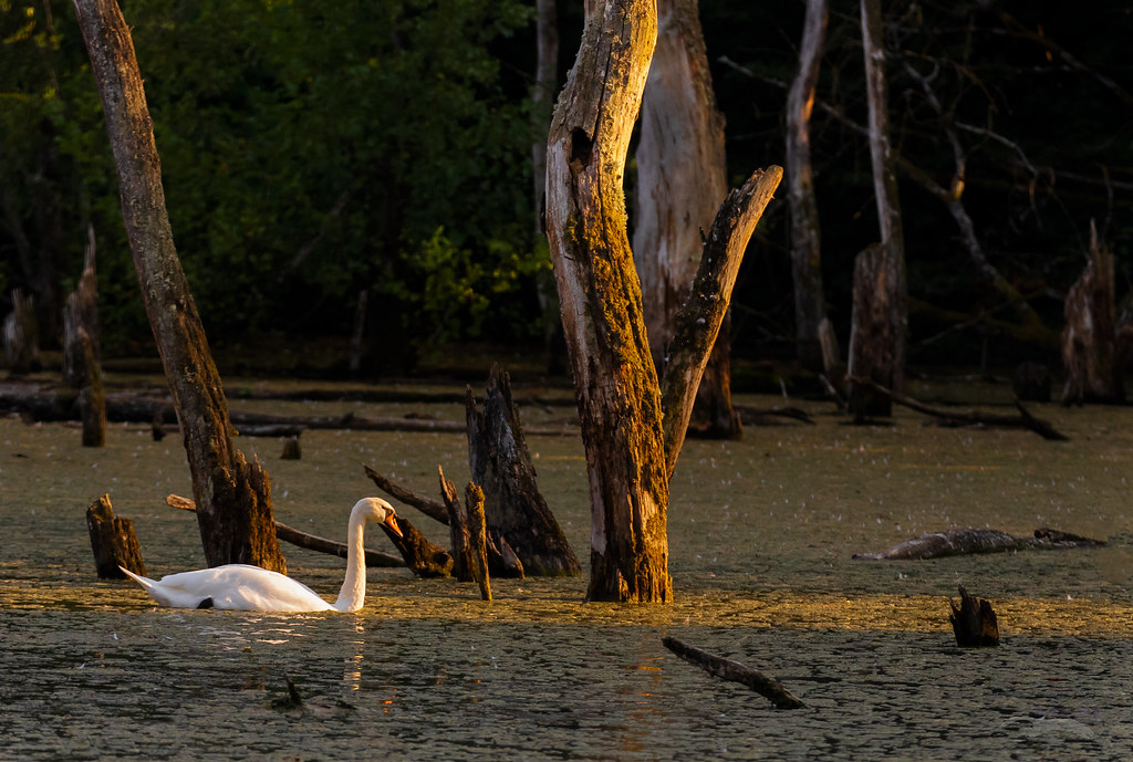 Cygne