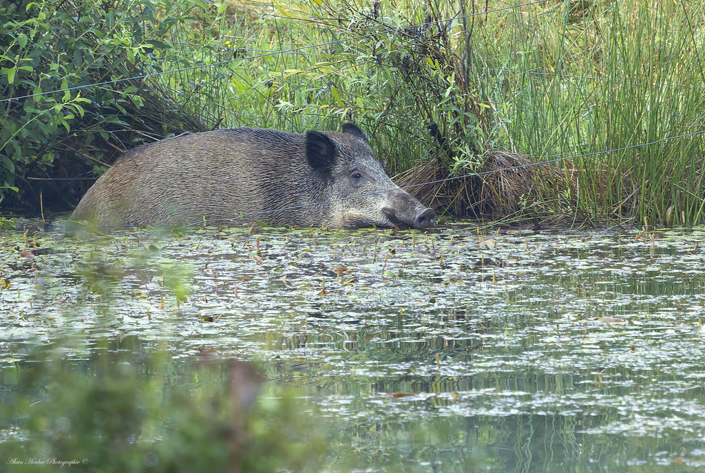 Sanglier (laie)
