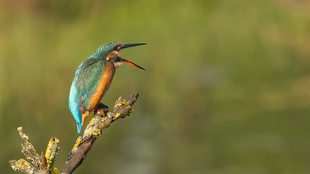 Diporama d'un martin pêcheur d'Europe pelote