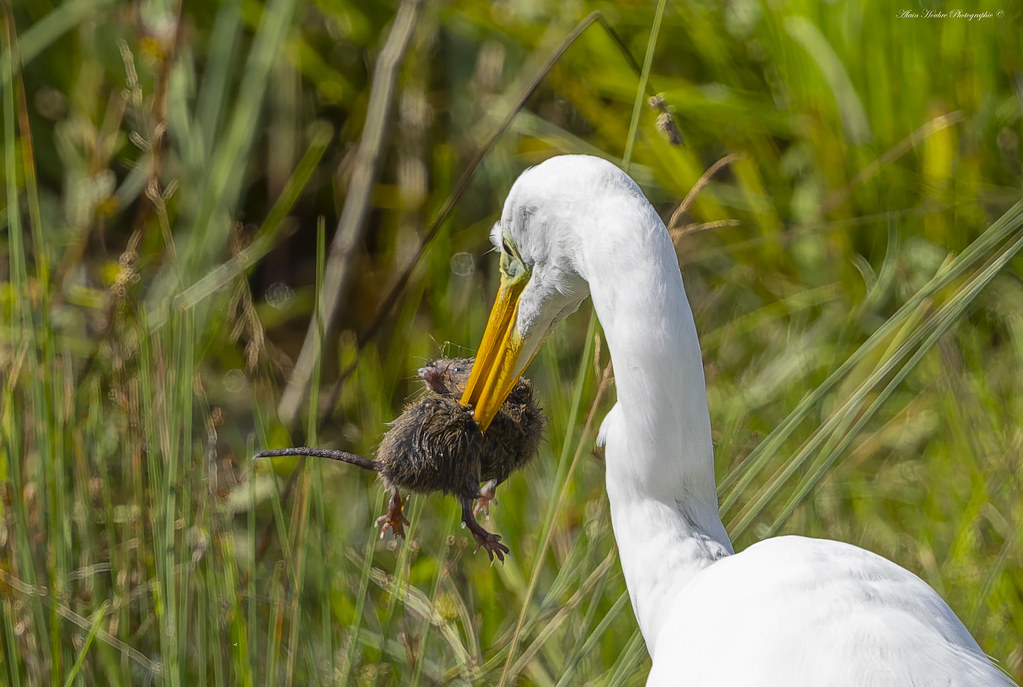 Grande Aigrette a attrapé un campagnol amphibie