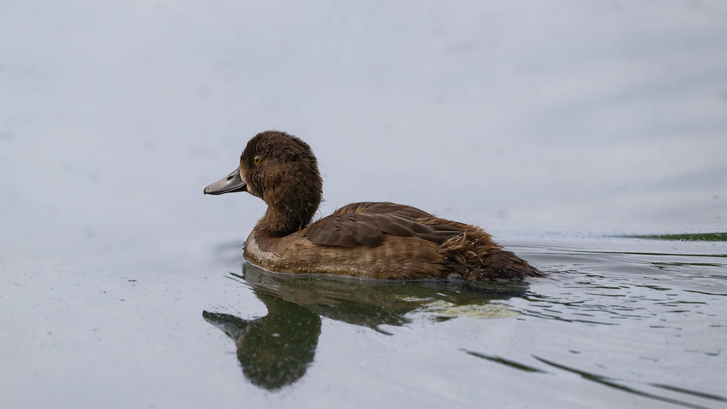 fuligule morillon / tufted duck 25K_7748