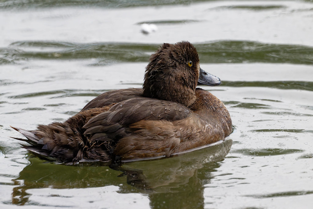 fuligule morillon / tufted duck 25K_8249