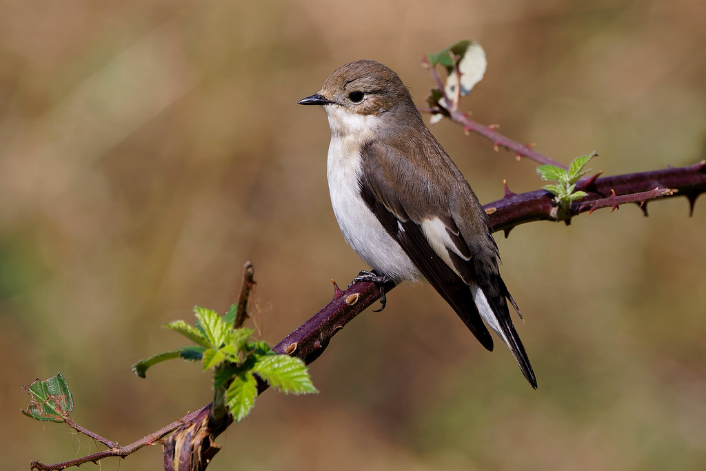 Gobemouche noir ( Ficedula hypoleuca ) - Trauerschnäpper - European Pied Flycatcher
