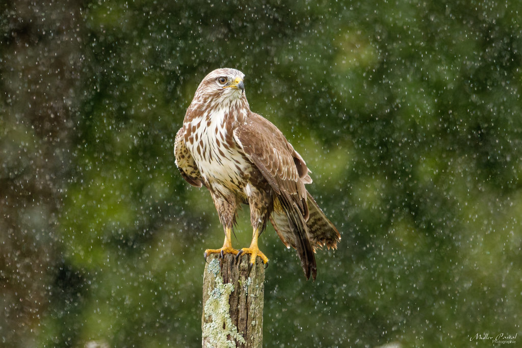 7O7A3094_DxO