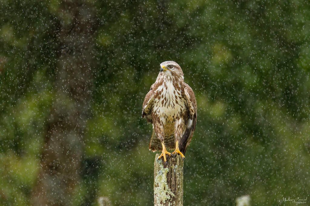 7O7A3090_DxO