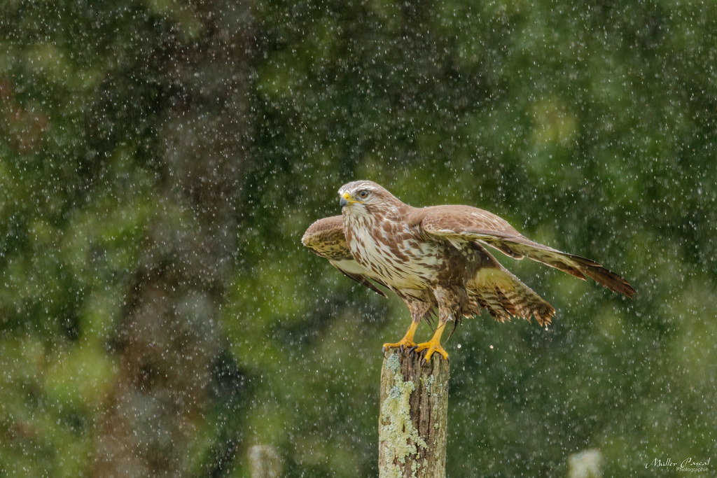 7O7A3097_DxO