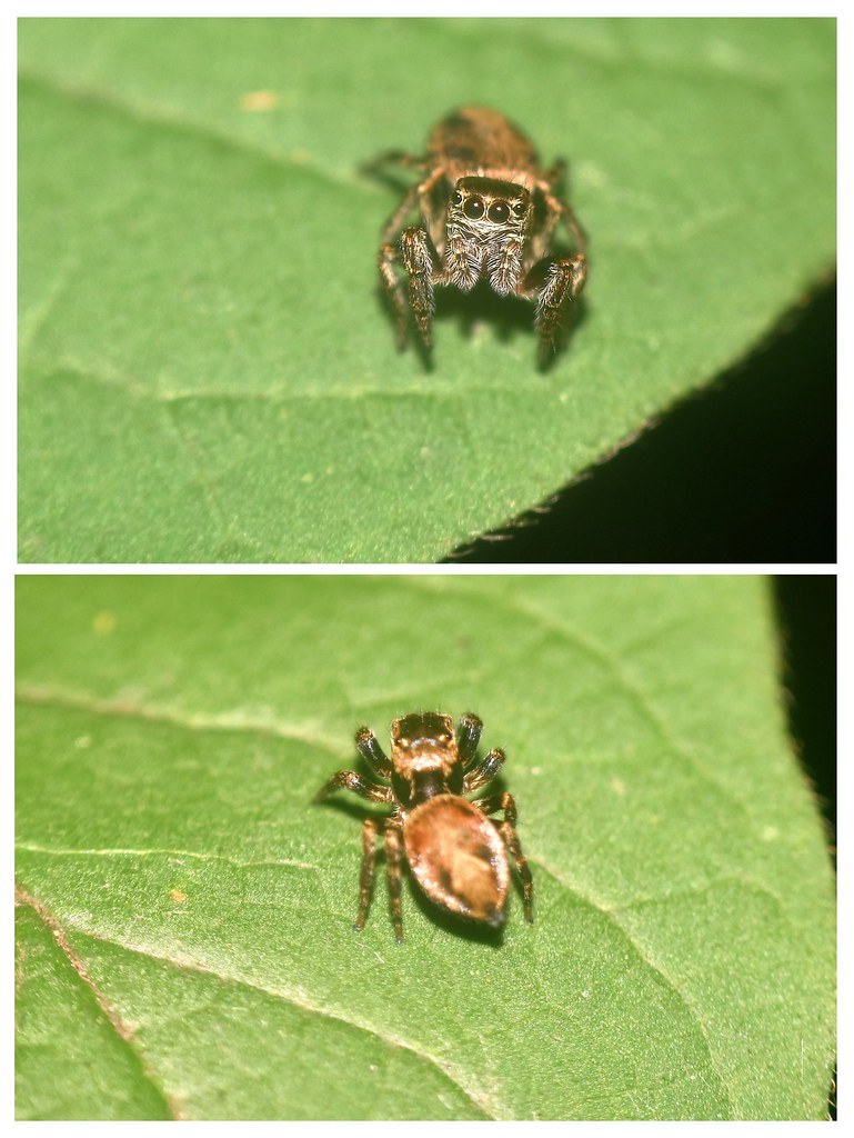 Evarcha falcata femelle