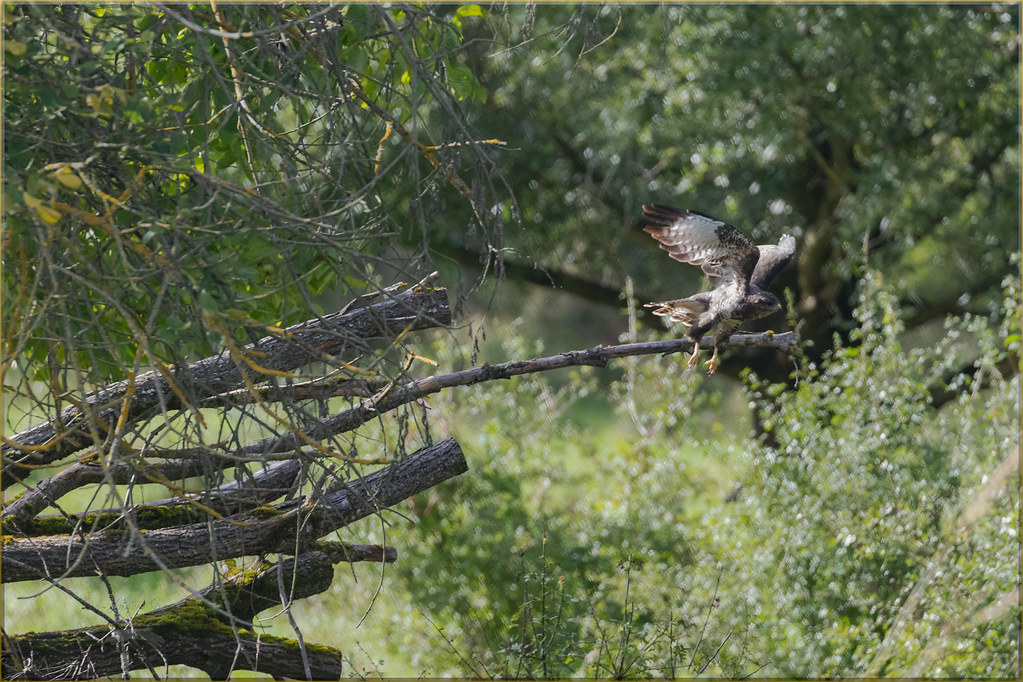 Buse variable