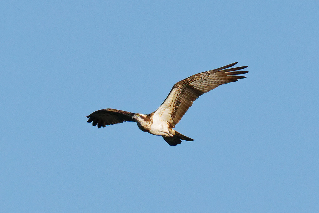 Balbuzard Pêcheur