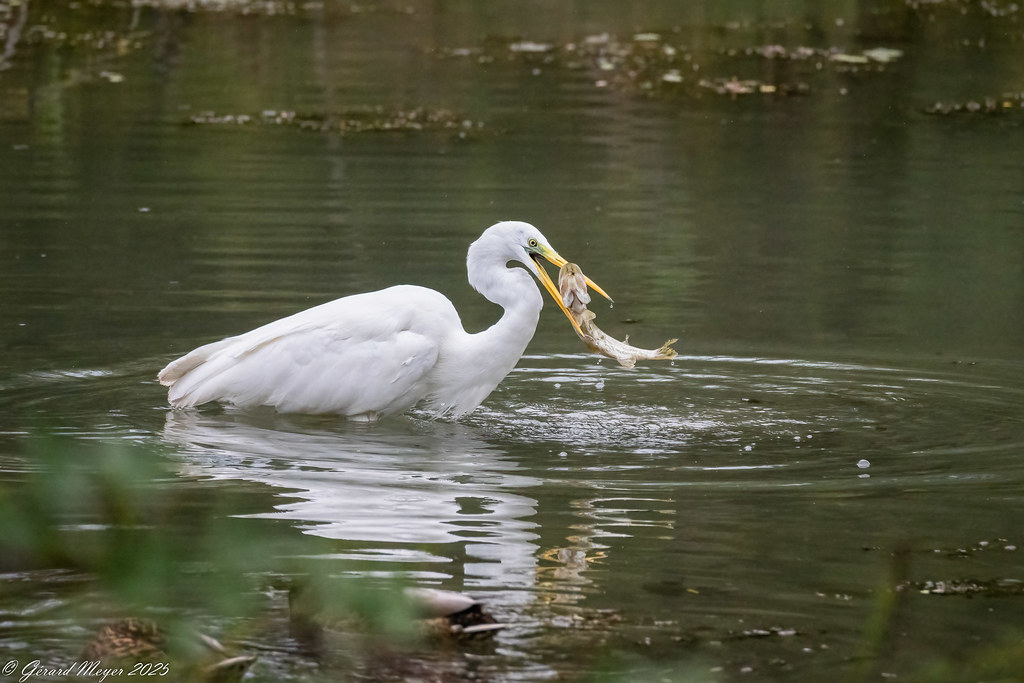 Grande aigrette.
