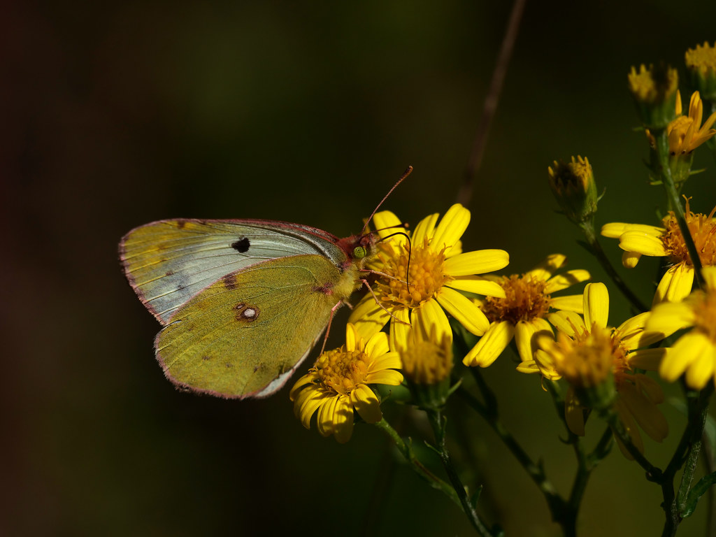 Goldene Acht / Weißklee-Gelbling; Hufeisenklee-Gelbling . Colias hyale  (Linnaeus 1758); Colias alfacariensis (Ribbe 1905) . Soufré; Fluoré . Pale clouded yellow; Berger's clouded yellow