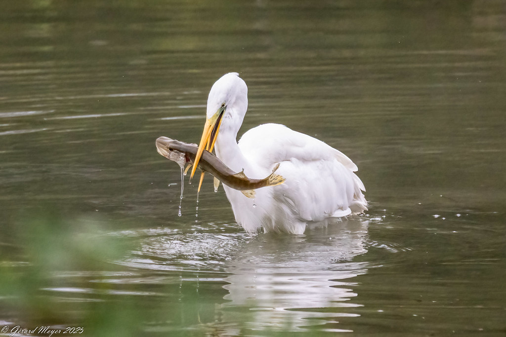Grande aigrette.