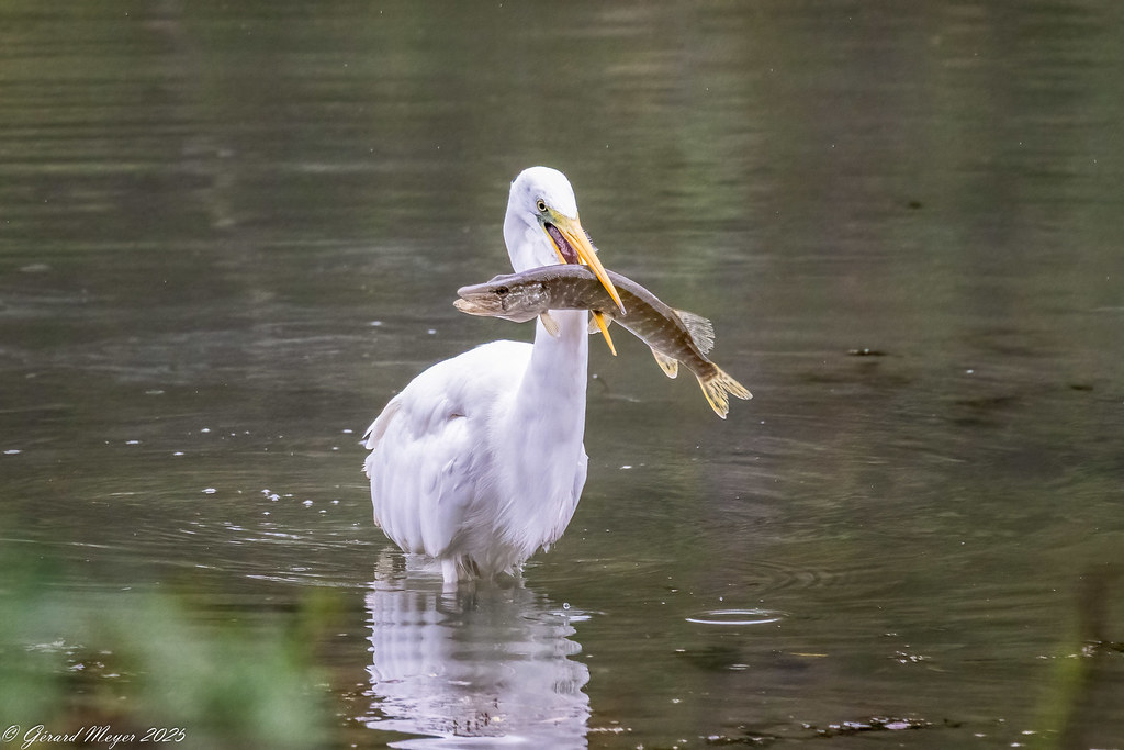 Grande aigrette.