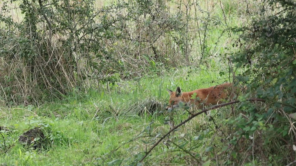 Renard roux