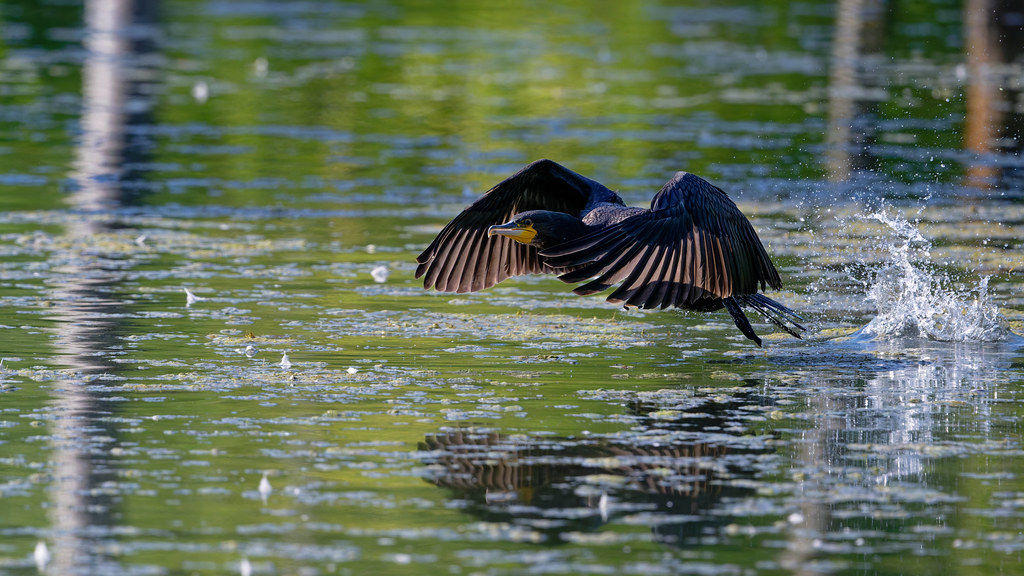 grand cormoran / great cormorant 25L_1762