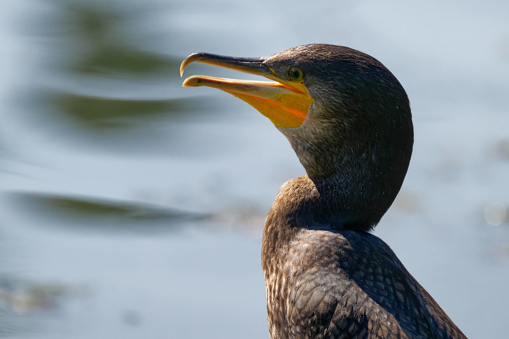grand cormoran / great cormorant 25L_6255