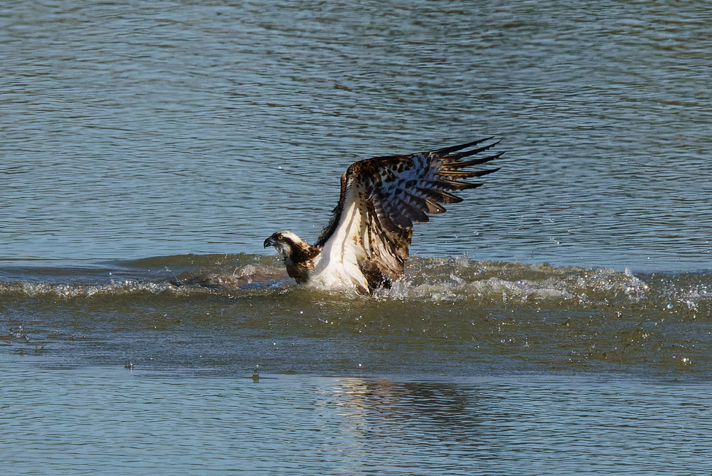Balbuzard Pêcheur