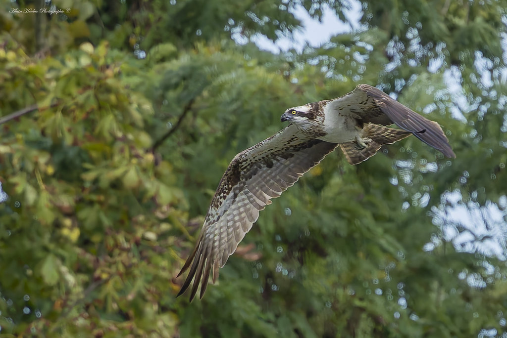 Balbuzard pêcheur.