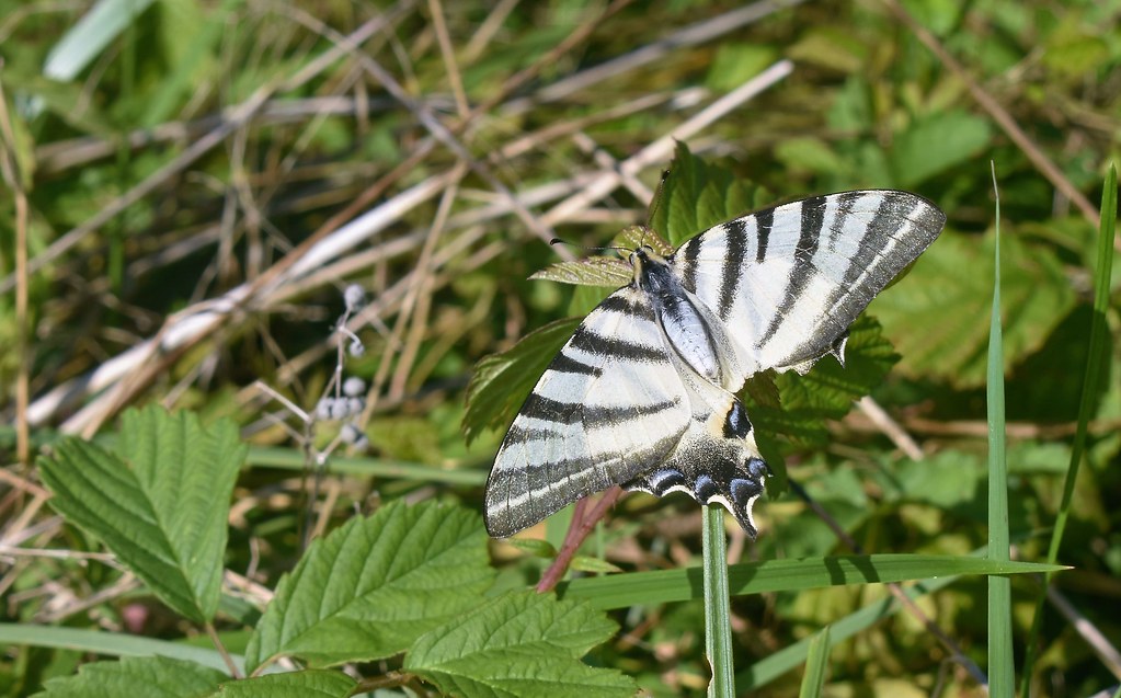 Le Voilier cerf-volant.. le Flambé
