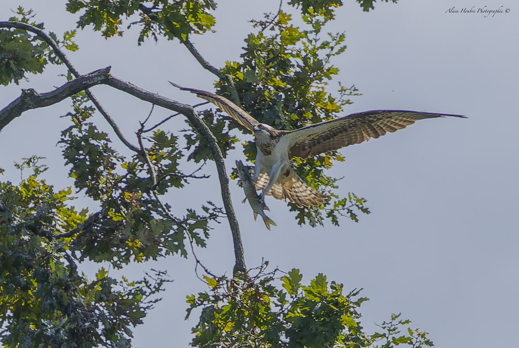 Balbuzard pêcheur