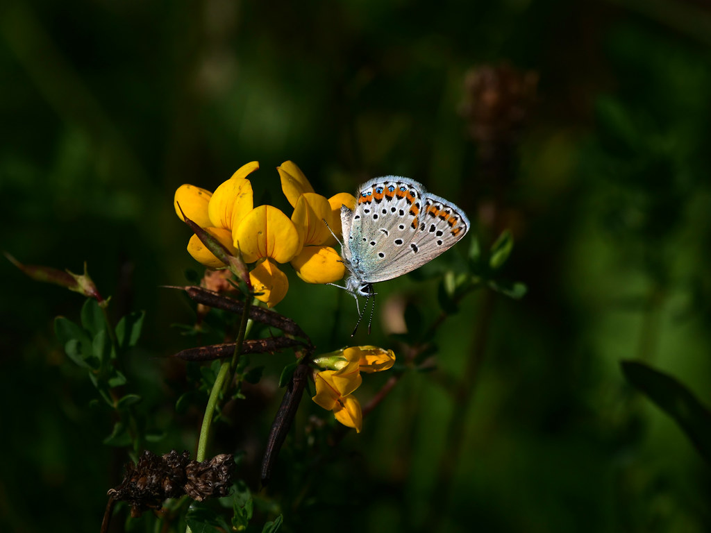 Kronwicken-Bläuling . Plebejus argyrognomon (Bergsträsser 1779) . Azuré des coronilles . Reverdin's blue . Kroonkruidblauwtje