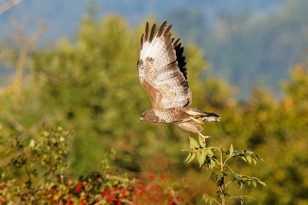 Buse Variable