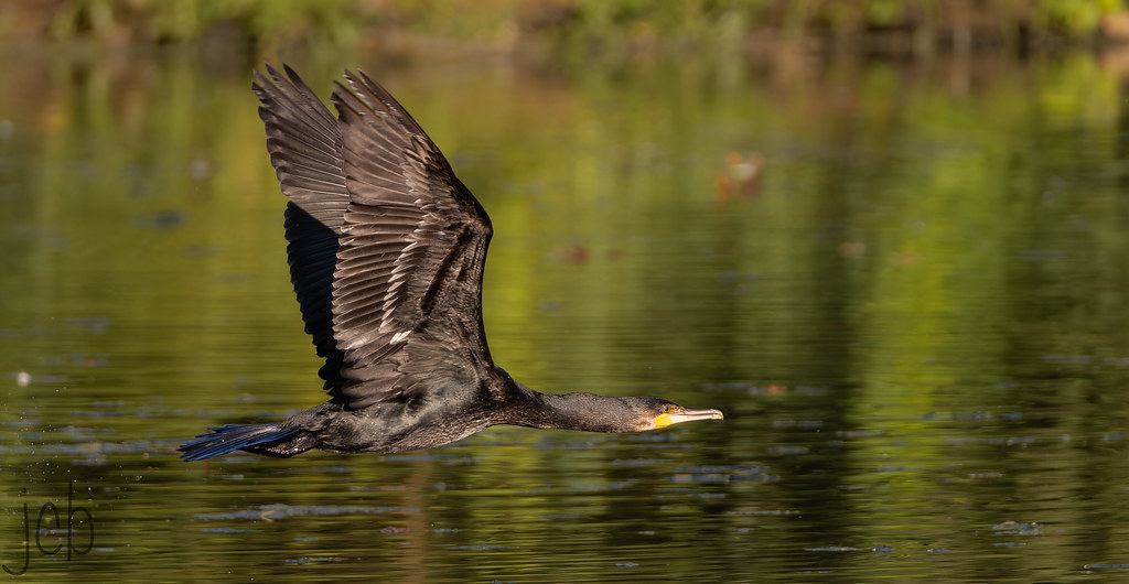 Grand cormoran