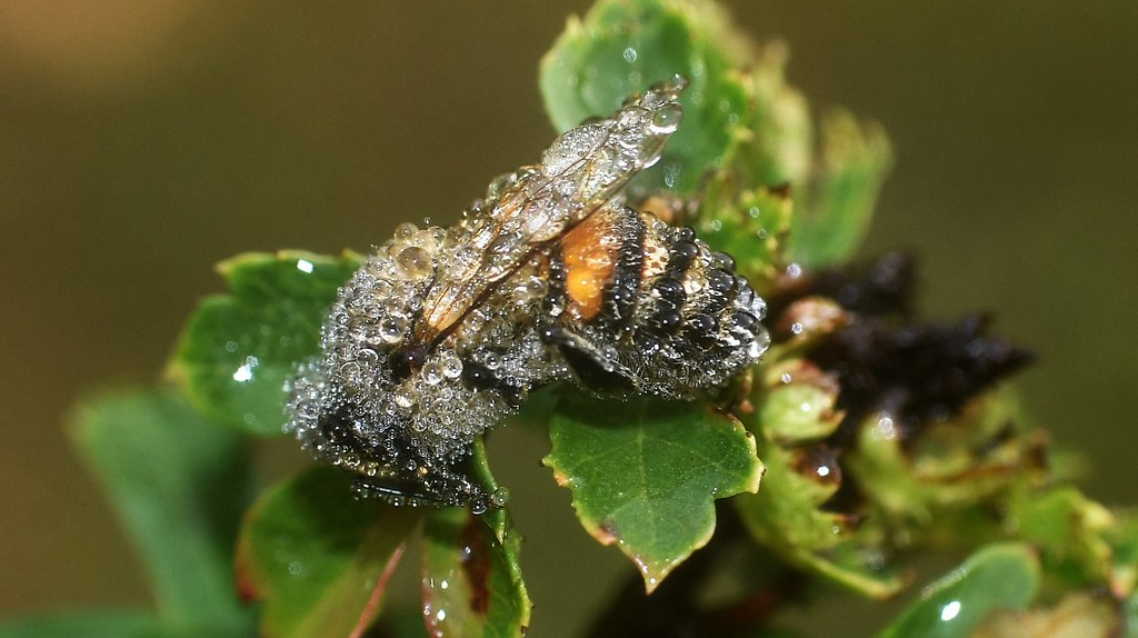 Apis mellifera dans la rosée du matin