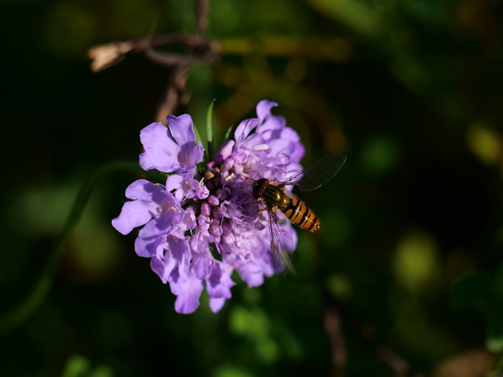 Hain-Schwebfliege / Winterschwebfliege . Episyrphus balteatus (De Geer, 1776) . Syrphe ceinturé . Marmalade hoverfly . Snorzweefvlieg /  Pyjamazweefvlieg