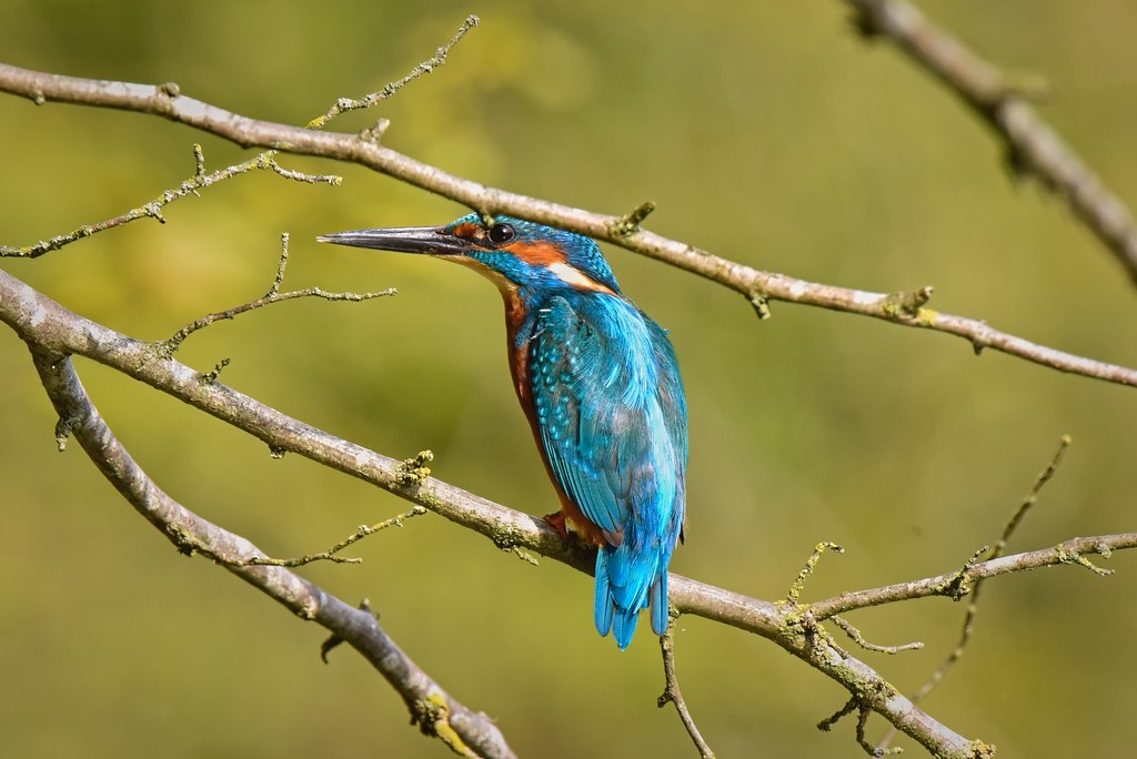 Kingfisher