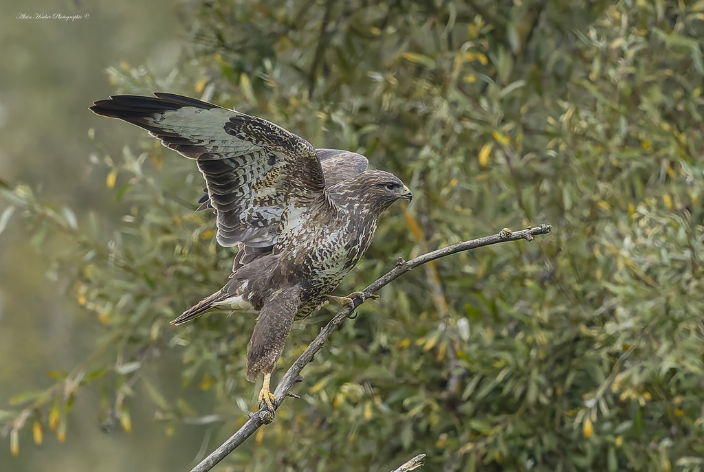 Buse variable