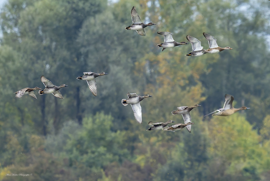 Canard chipeau