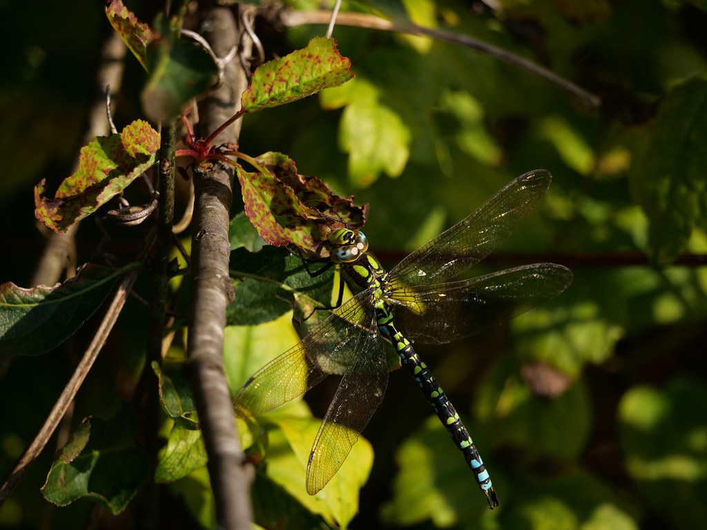 Blaugrüne Mosaikjungfer . Aeshna cyanea (Müller, 1764) . Aeschne bleue . Southern hawker / Blue hawker . Blauwe glazenmaker