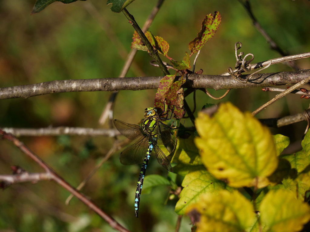 Blaugrüne Mosaikjungfer . Aeshna cyanea (Müller, 1764) . Aeschne bleue . Southern hawker / Blue hawker . Blauwe glazenmaker