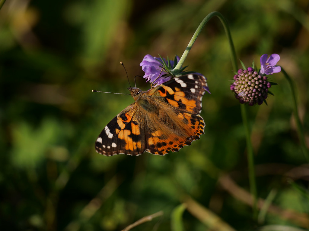 Distelfalter . Vanessa cardui (Linnaeus, 1758) . Belle-Dame / Vanesse des chardons . Painted lady . Distelvlinder
